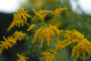 Solidago Cloth Of Gold